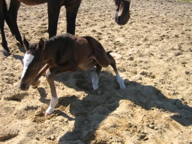 Dansk Varmblod Graversgaards Cora - Hvordan pokker var det nu man brugte de her ben billede 7