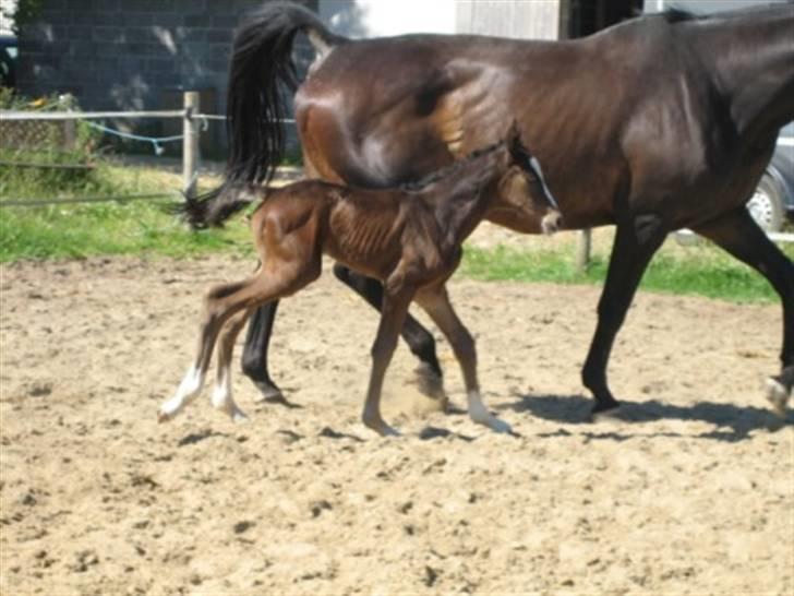 Dansk Varmblod Graversgaards Cora billede 8
