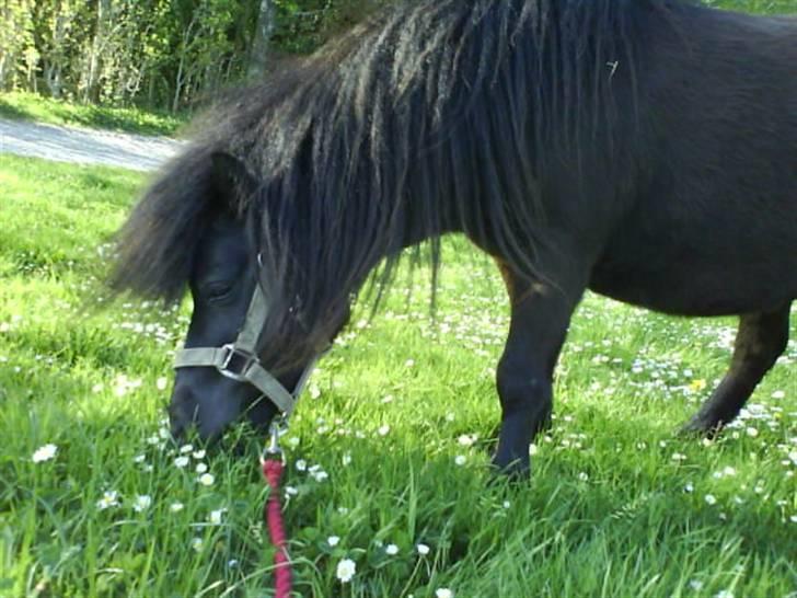 Shetlænder Elias. Passede engang. - 5* billede 5