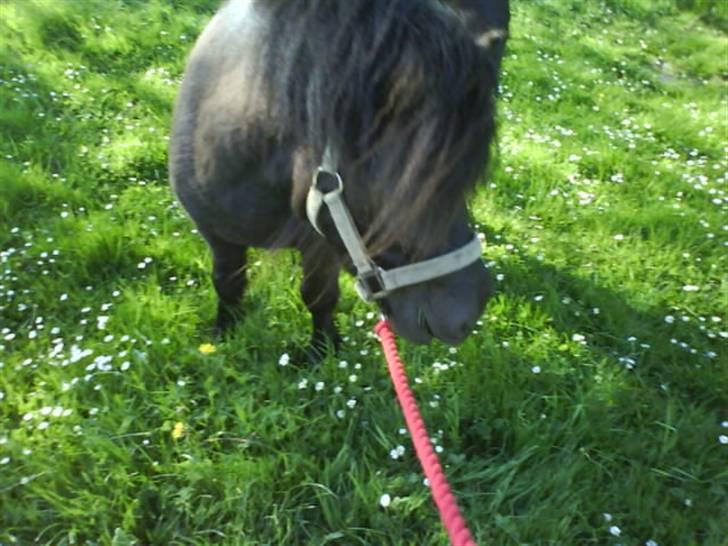 Shetlænder Elias. Passede engang. - 6* billede 6