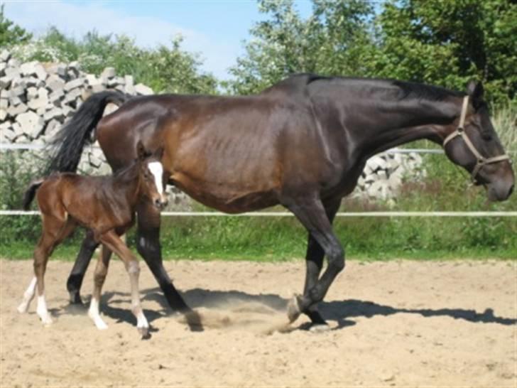 Dansk Varmblod Graversgaards Cora billede 9