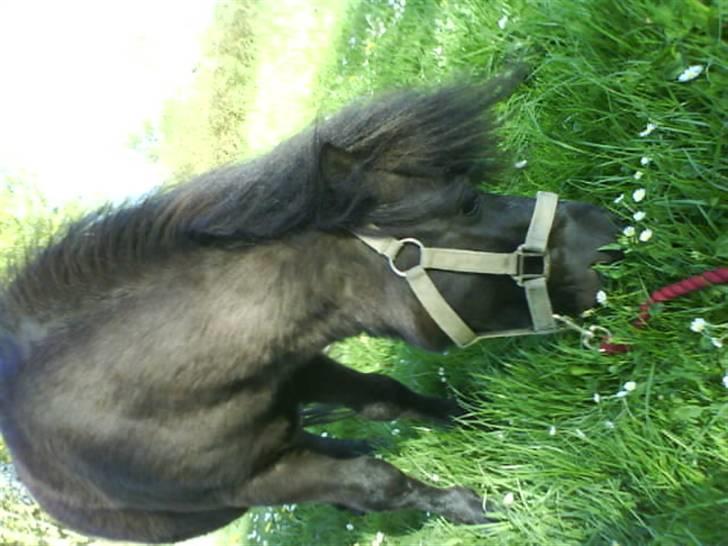 Shetlænder Elias. Passede engang. - 7* billede 7