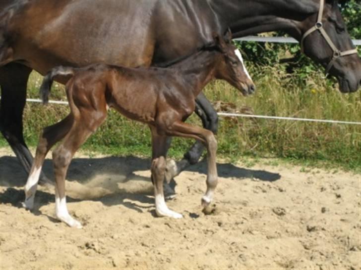 Dansk Varmblod Graversgaards Cora billede 10