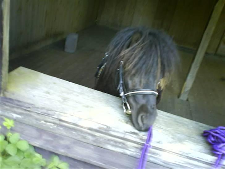 Shetlænder Elias. Passede engang. - 8* Så kigger vi lii ud a vinduet! billede 8