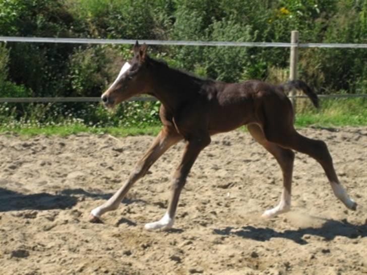 Dansk Varmblod Graversgaards Cora billede 12