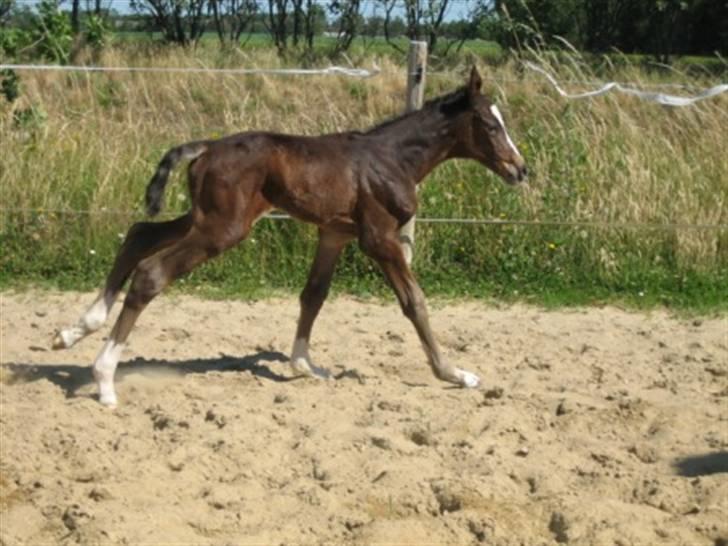 Dansk Varmblod Graversgaards Cora billede 13