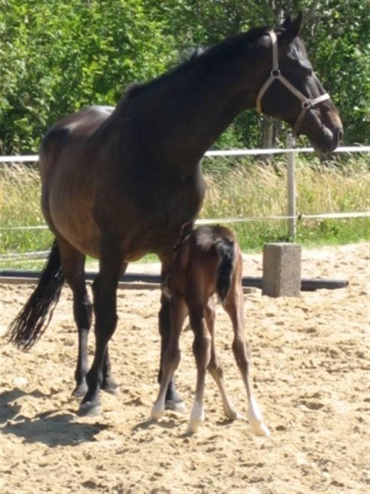 Dansk Varmblod Graversgaards Cora billede 14