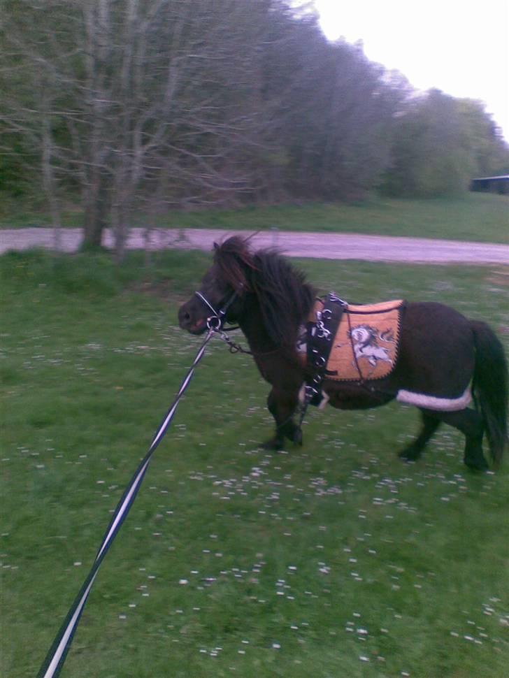 Shetlænder Elias. Passede engang. - Trav i longe!<33 billede 9