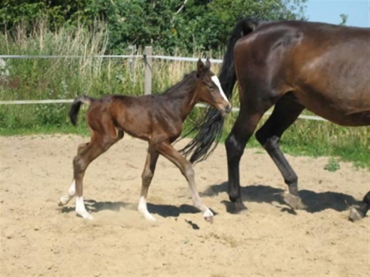 Dansk Varmblod Graversgaards Cora billede 16