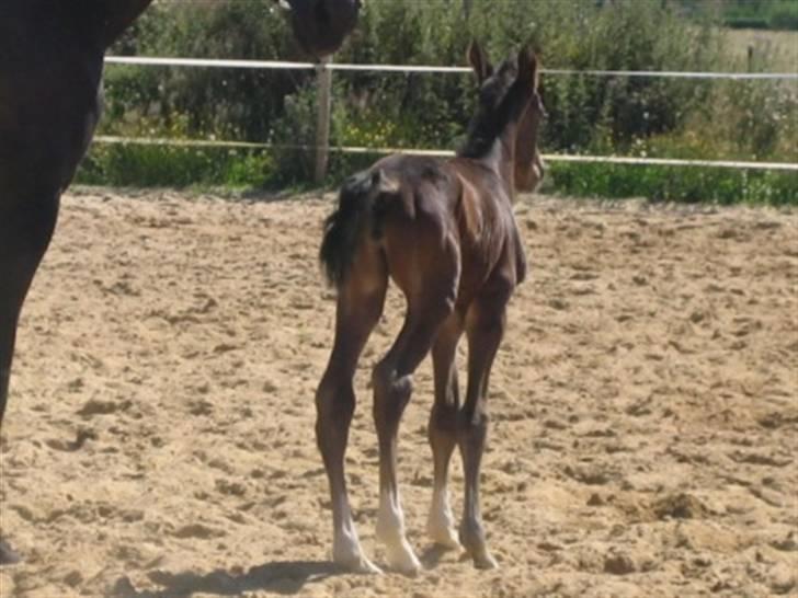 Dansk Varmblod Graversgaards Cora billede 17