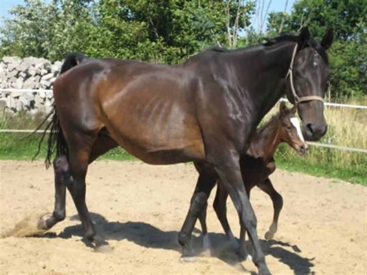 Dansk Varmblod Graversgaards Cora billede 18