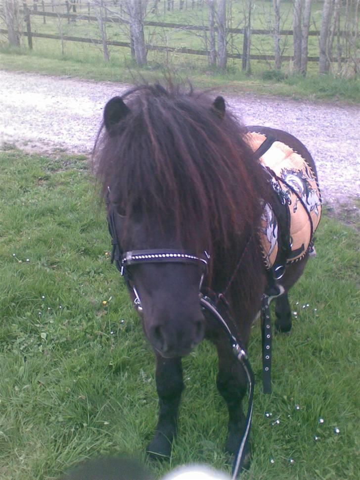 Shetlænder Elias. Passede engang. billede 11