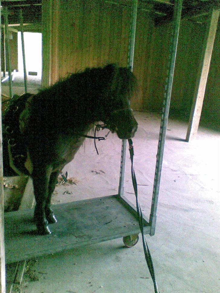 Shetlænder Elias. Passede engang. billede 12