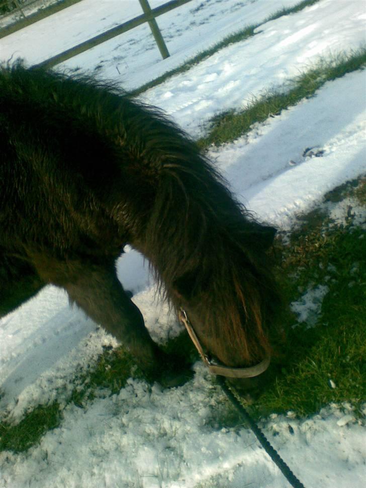 Shetlænder Elias. Passede engang. billede 13