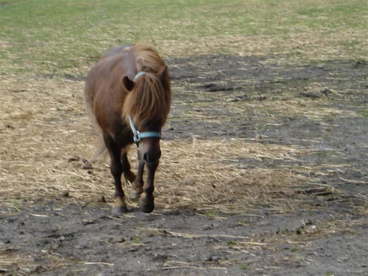 Shetlænder Sofus billede 3