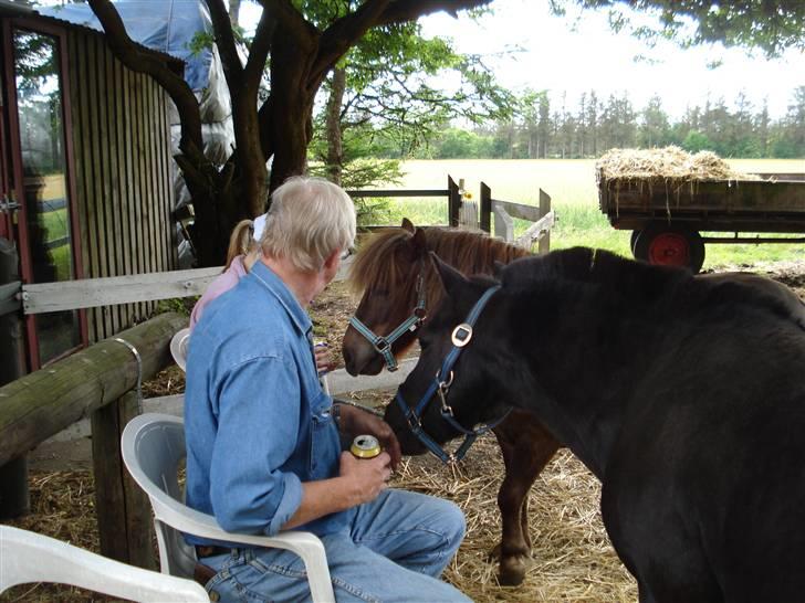 Shetlænder Sofus billede 5