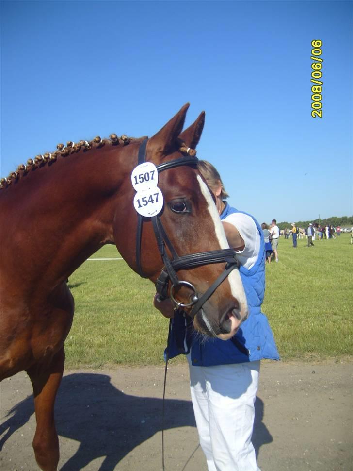 Frederiksborg Zhoker Brentedal - På roskilde dyrskue billede 4