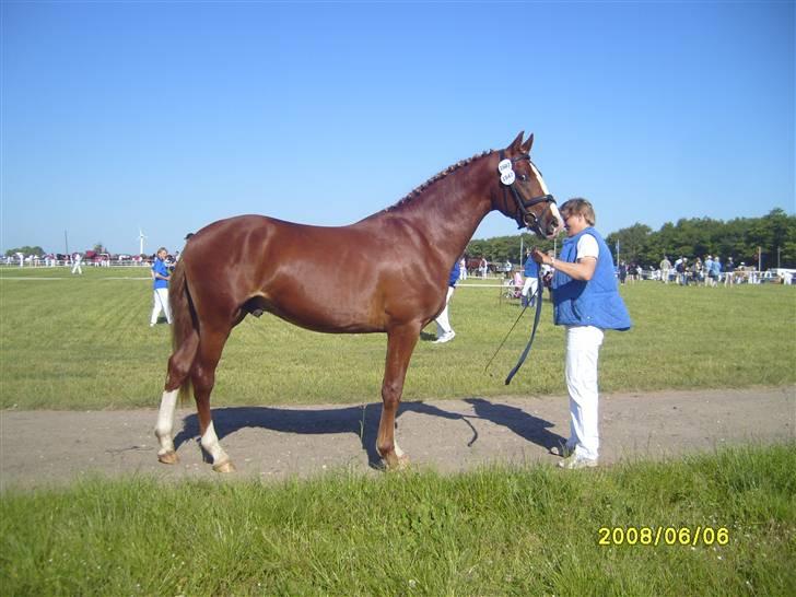Frederiksborg Zhoker Brentedal - På roskilde dyrskue billede 5