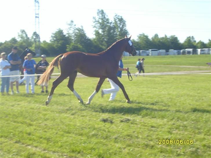 Frederiksborg Zhoker Brentedal - På roskilde dyrskue billede 6