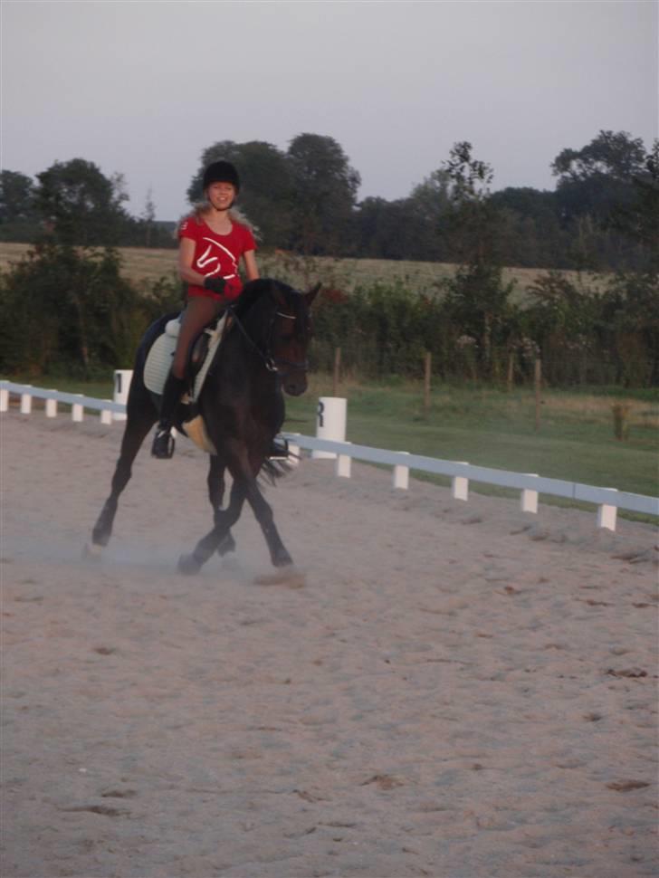 Westfaler Navoy (Nalle) - træning inden DM 2009 billede 7