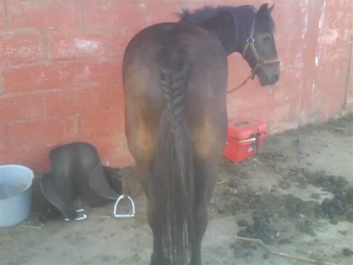 Anden særlig race misty min eneste ene:'( R.I.P :'( billede 10