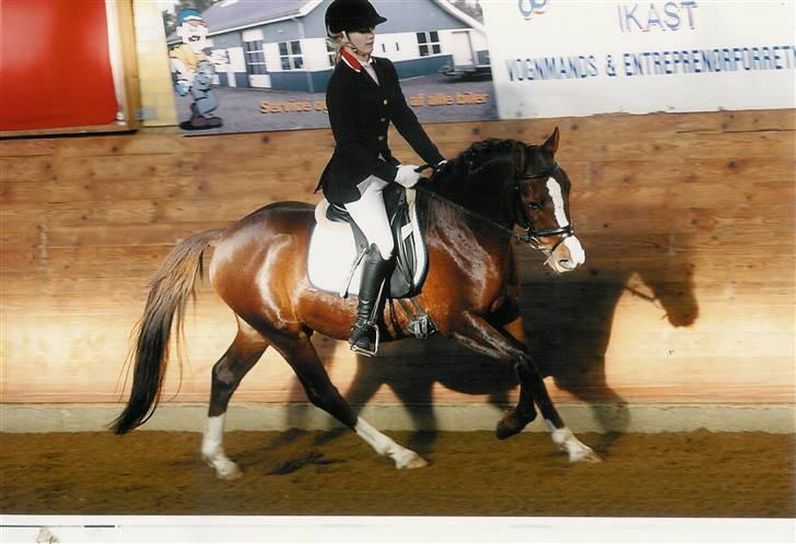 DSP Friis Mr Leonardo  - Championat billede 10