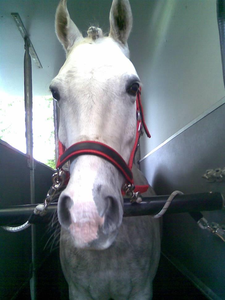 DSP Mon Dieu - I traileren på vej hjem fra stævne i Kildebrønde billede 11