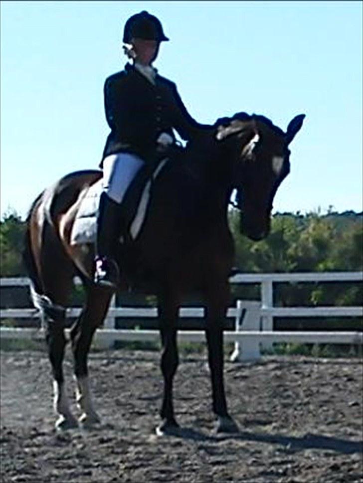 Holstener Cissè Qnego Z - stævne brande e 27/6 2010. fin P :) billede 5