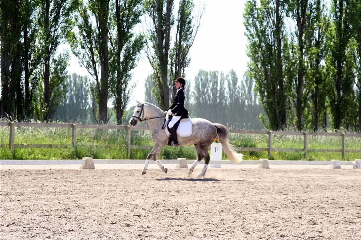 DSP Mon Dieu billede 13