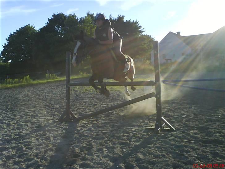 Anden særlig race Paloma Picasso [SOLGT] billede 18