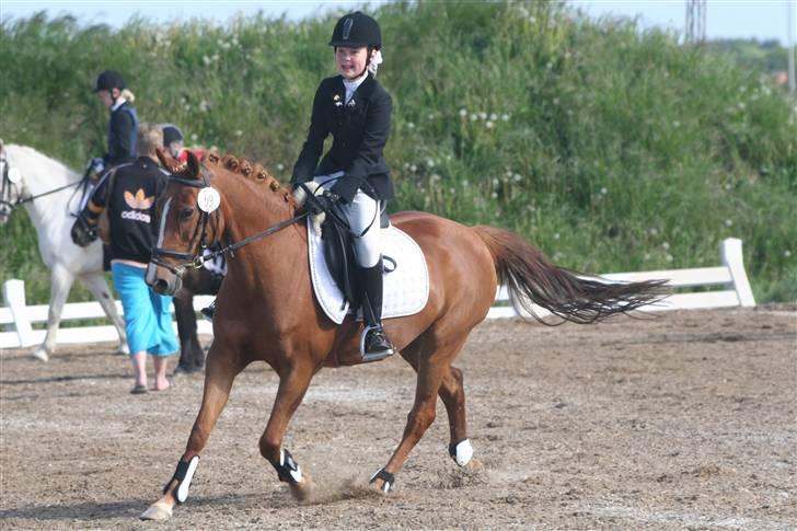 New Forest Catharina - HDR 1 afd. billede 20