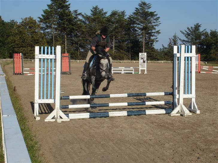 New Forest Rødtjørns Geronimo *SOLGT - Geo til spring træning i SIN med Charlotte som rytter billede 11