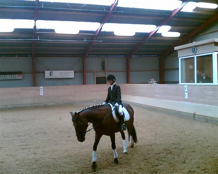 Anden særlig race Tøsen - til stævne, skridter ud, men lang tid siden, anden plads billede 13