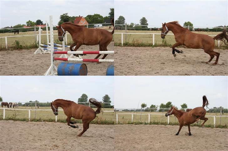 Anden særlig race Junker [Redet og passet] - vildhesten i ham <3 foto: DIANA. billede 3