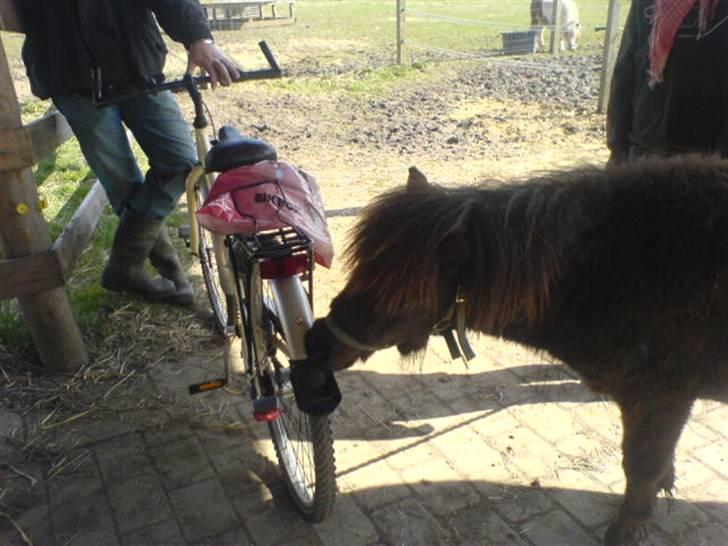 Shetlænder thor  billede 9