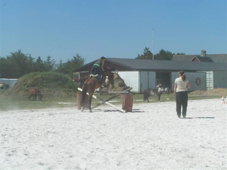 DSP Bæklunds Lorenzo solgt - 110cm.  billede 18