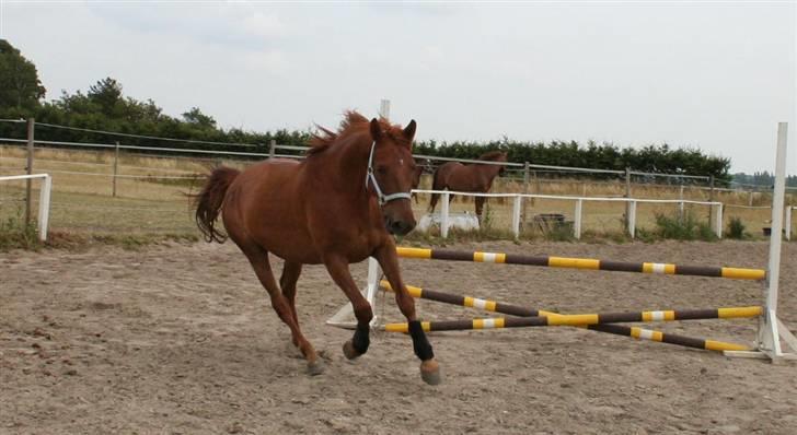 Anden særlig race Junker [Redet og passet] - fuld galop! :) foto: DIANA. billede 7
