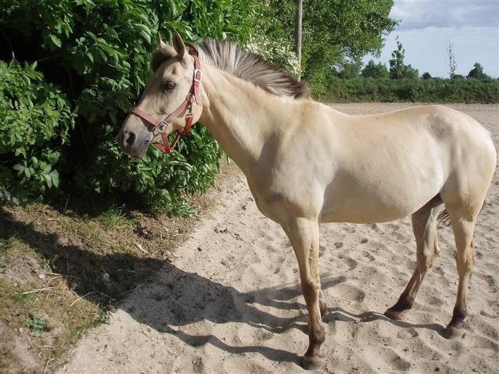 Anden særlig race Yellow lady * Aflivet * - Da Lady var skadet ;(  billede 18