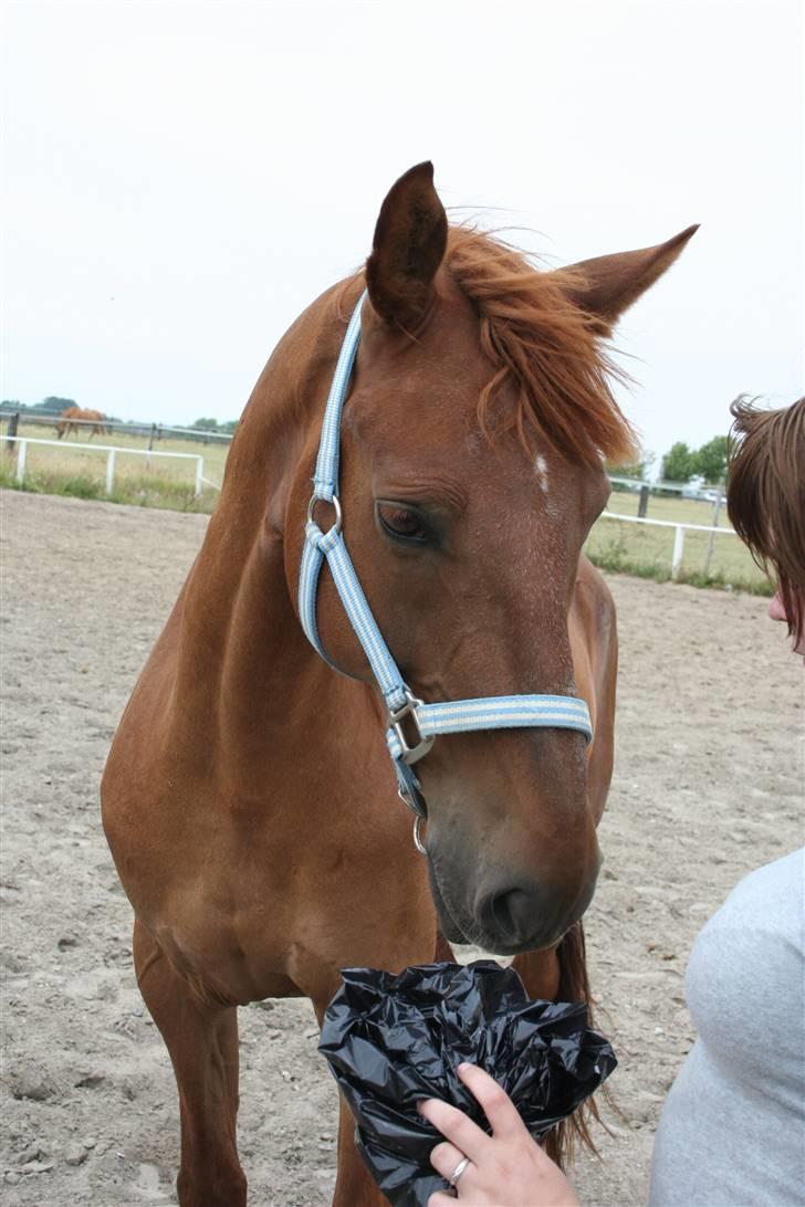 Anden særlig race Junker [Redet og passet] - okay .. den pose var måske en smule farlig alligevel, men den skulle da undersøges. foto: DIANA. billede 11