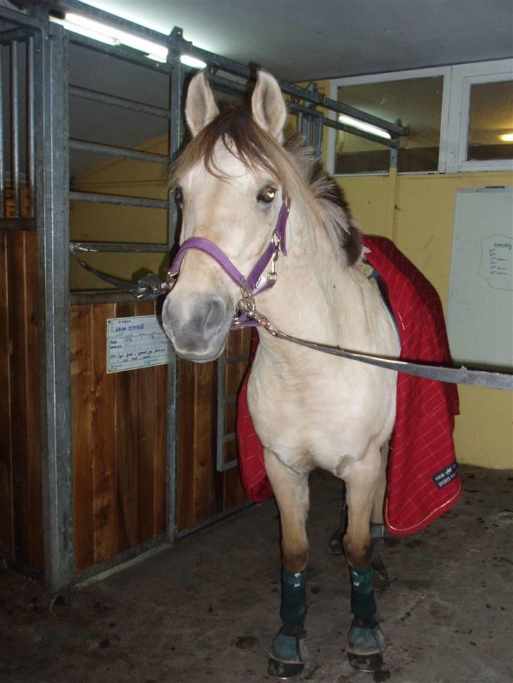 Anden særlig race Yellow lady * Aflivet * - Så er vi på Vej ud at ride ;) billede 19