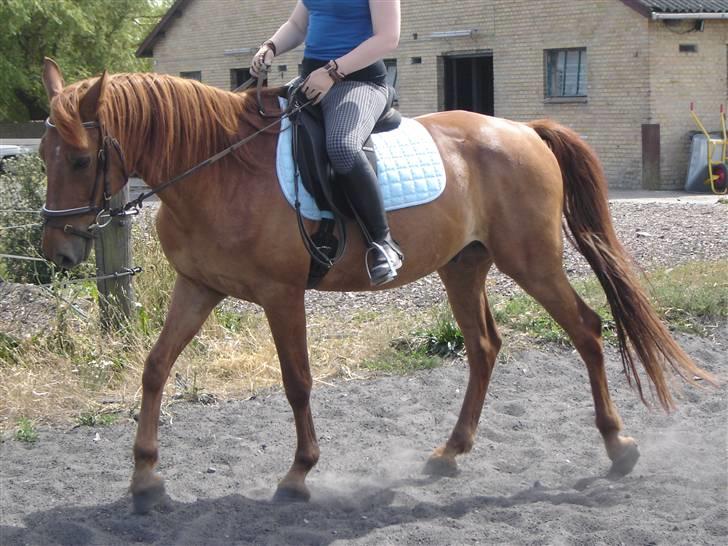 Anden særlig race Junker [Redet og passet] - Foto: ANNE BR. billede 12