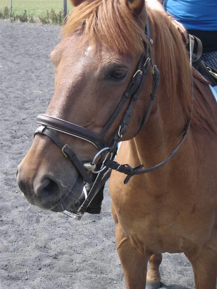 Anden særlig race Junker [Redet og passet] - Foto: ANNE BR. billede 14