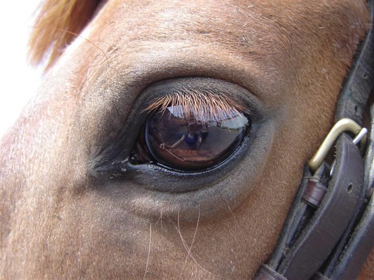 Anden særlig race Junker [Redet og passet] - den smukkes øje <3 mit spejlbillede. ret komisk. Foto: ANNE BR. eller det er faktisk mig der har taget det :) billede 15