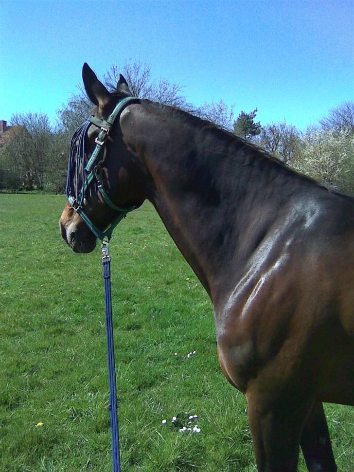 Traver Gigi Samich - min prinsesse ; )) billede 13