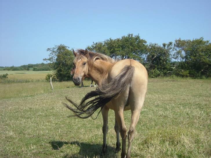 Anden særlig race Spirit billede 1
