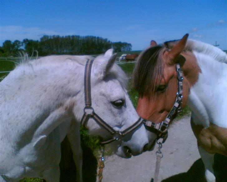 Welsh Mountain (sec A) Patrick Swayze - Swayze og hans gamle kæreste Zippi billede 13