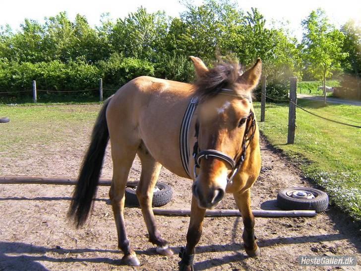 Anden særlig race Spirit billede 2