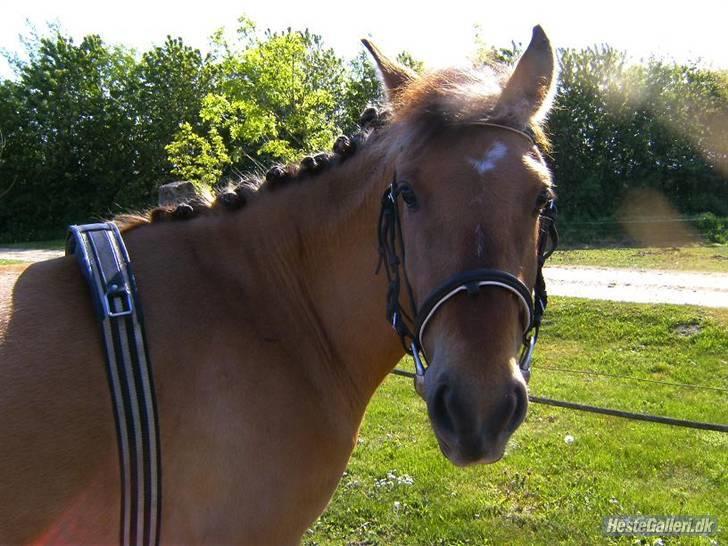 Anden særlig race Spirit billede 3