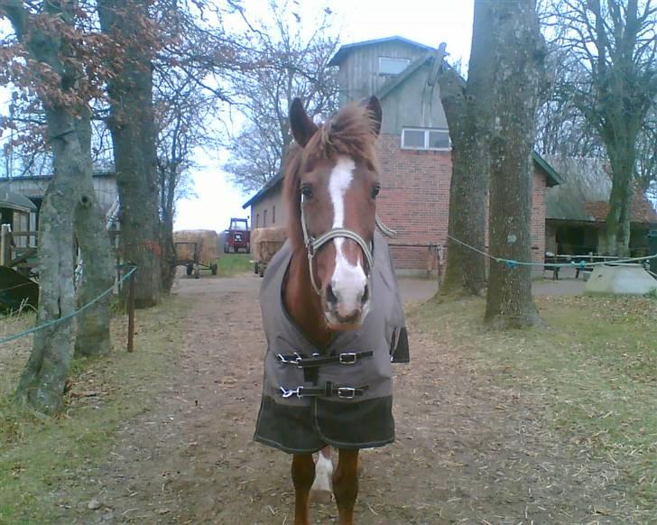 New Forest Sasha billede 11