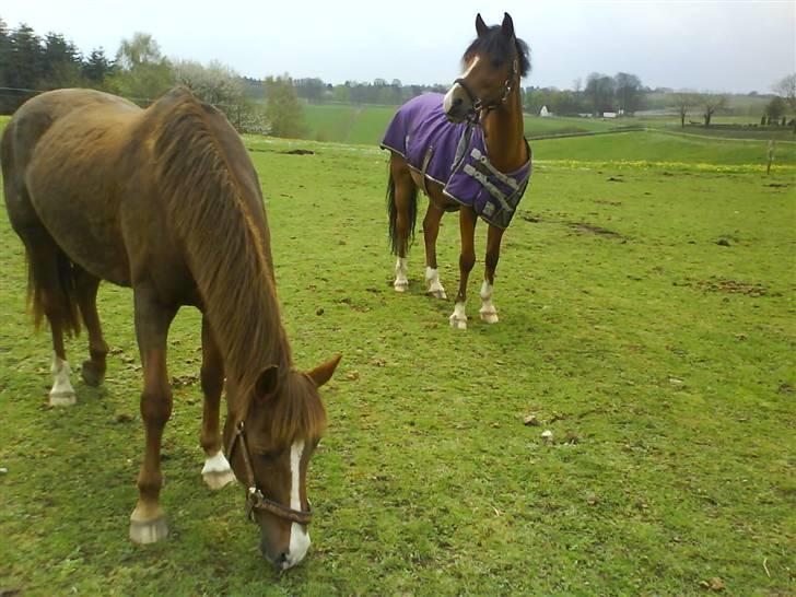 New Forest Sasha billede 12